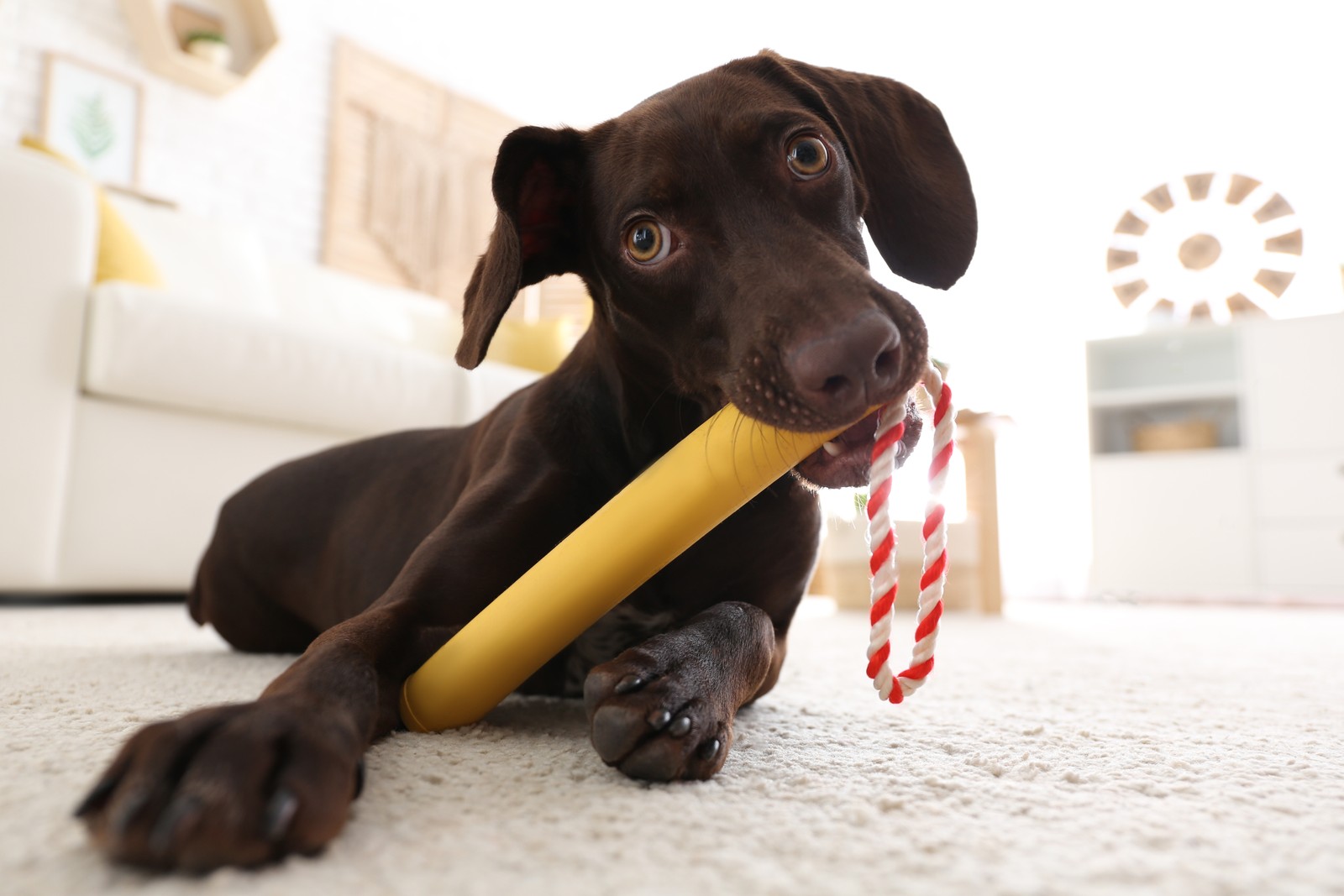 Photo of cute German Shorthaired Pointer dog playing with toy at home