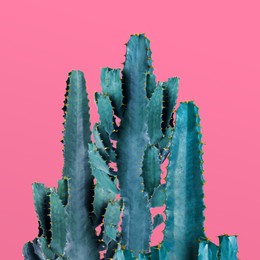 Beautiful cactuses on pink background. Creative design