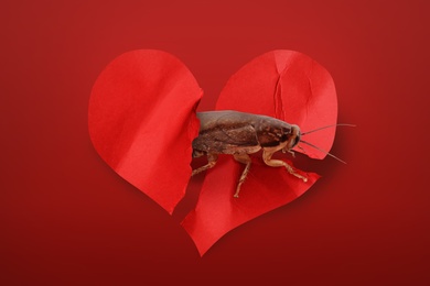 Valentine's Day Promotion Name Roach - QUIT BUGGING ME. Cockroach and torn paper heart on red background