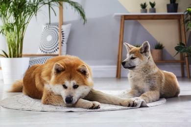 Cute Akita Inu dogs in room with houseplants