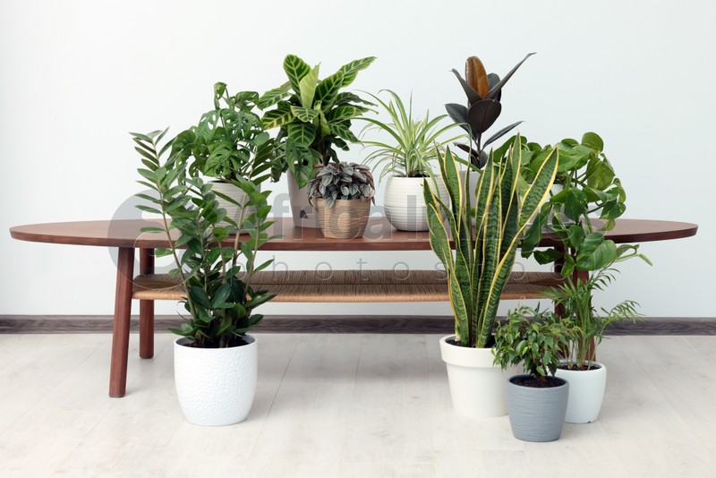 Different beautiful house plants near white wall in room