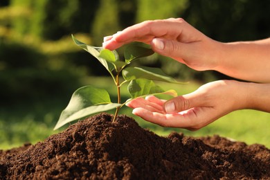 Woman taking care of beautiful green seedling in soil outdoors, closeup. Planting tree