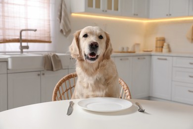 Cute hungry dog waiting for food at table with empty plate in kitchen