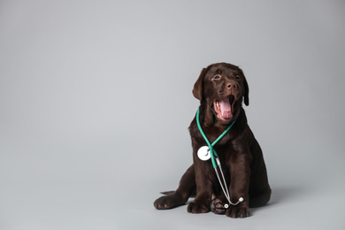 Cute Labrador dog with stethoscope as veterinarian on light grey background. Space for text