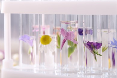 Test tubes with different flowers, closeup. Essential oil extraction