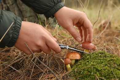 Photo of Man cutting boletus mushroom with knife in forest, closeup