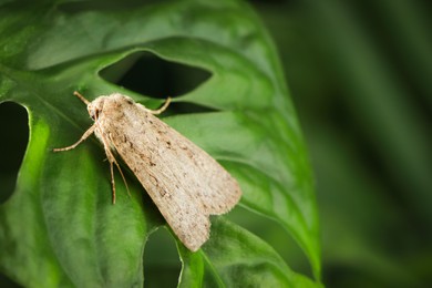 Paradrina clavipalpis moth on green leaf outdoors