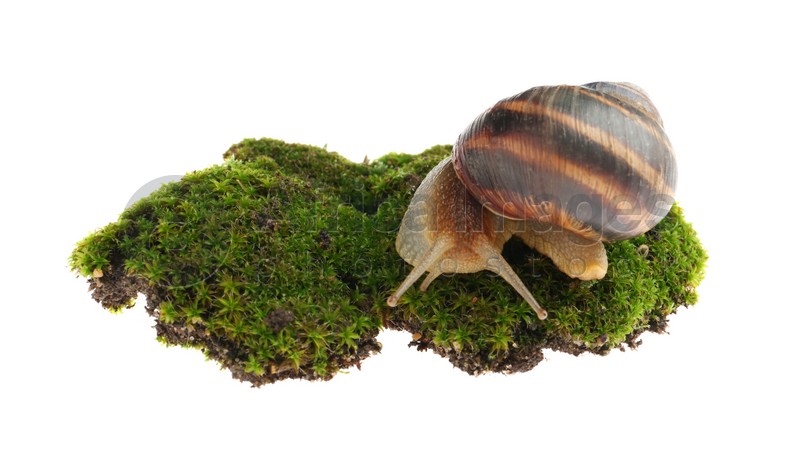 Photo of Common garden snail crawling on green moss against white background
