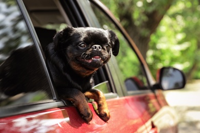 Photo of Cute Petit Brabancon dog leaning out of car window on summer day