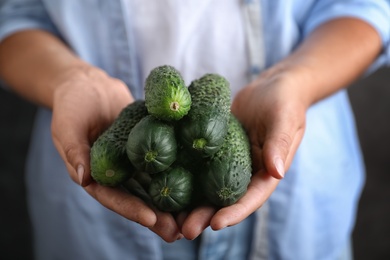 Farmer holding fresh ripe cucumbers, closeup view