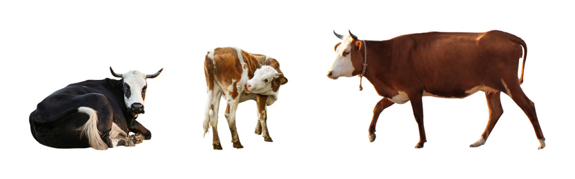 Image of Collage of cows on white background, banner design. Animal husbandry