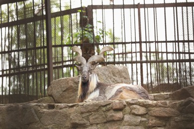 Photo of Beautiful markhor lying on stones in zoo enclosure