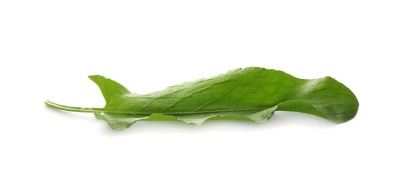 Fresh green single sorrel leaf isolated on white