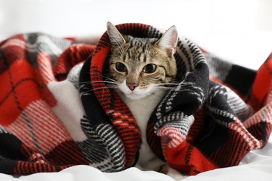 Adorable cat under plaid on bed at home