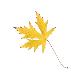 Dry leaf of Japanese maple tree isolated on white. Autumn season