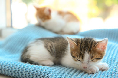 Cute little kitten sleeping on blue blanket, closeup. Baby animal