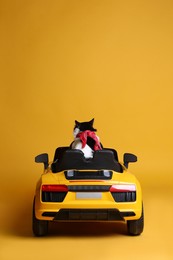 Adorable cat in toy car on yellow background, back view