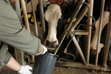Photo of Worker feeding cow on farm, closeup. Animal husbandry