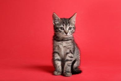 Photo of Cute little tabby kitten on red background