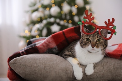 Cute cat wearing Christmas eyeglasses covered with plaid in room