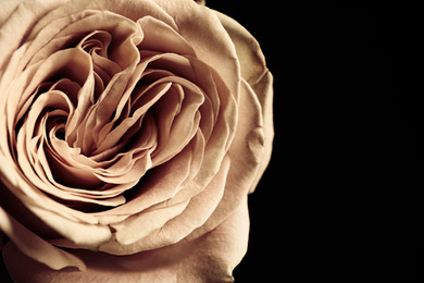 Beautiful rose on black background, closeup. Floral card design with dark vintage effect