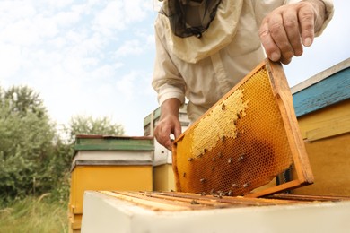 Beekeeper in uniform taking frame from hive at apiary, closeup. Harvesting honey