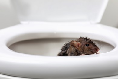 Wet rat on toilet bowl in bathroom. Pest control