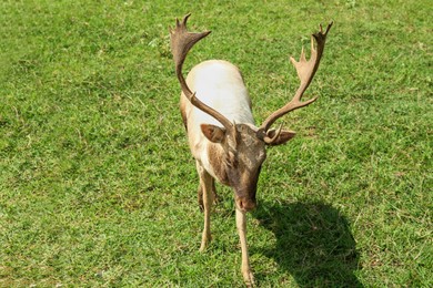 Beautiful deer stag on green grass in safari park