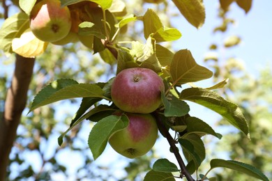 Fresh and ripe apples on tree branch, closeup