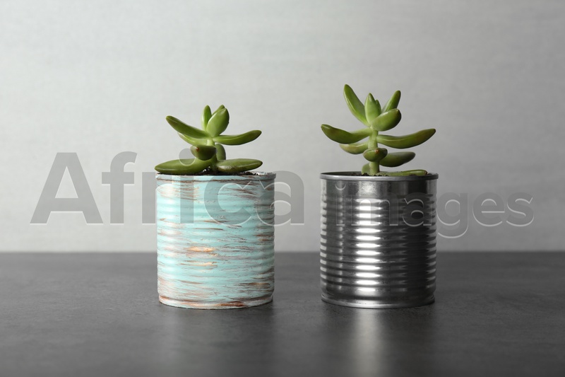 Photo of Echeveria plants in tin cans on grey stone table