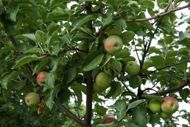 Photo of Apples and leaves on tree branches in garden
