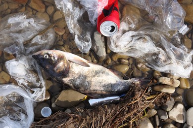 Dead fish among trash near river, flat lay. Environmental pollution concept
