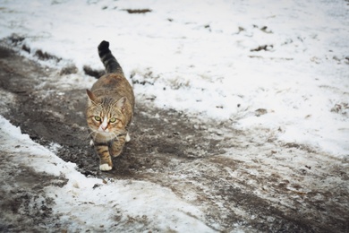 Photo of Homeless cat outdoors on winter day. Abandoned animal