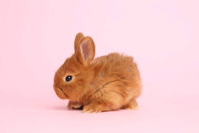 Adorable fluffy bunny on pink background. Easter symbol