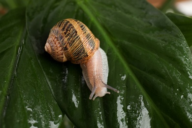 Common garden snail crawling on wet leaf, closeup