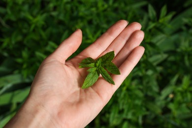 Photo of Woman holding fresh green mint outdoors, closeup
