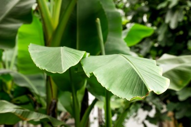 Fresh green banana plants growing outdoors. Tropical leaves