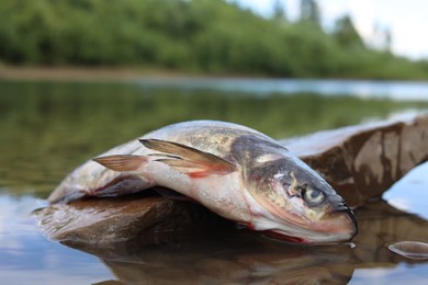Dead fish on stone in river, closeup. Environmental pollution concept