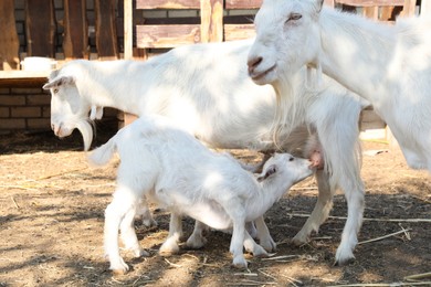 Goat feeding baby on farm. Animal husbandry