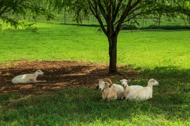 Beautiful white sheep on green grass in safari park