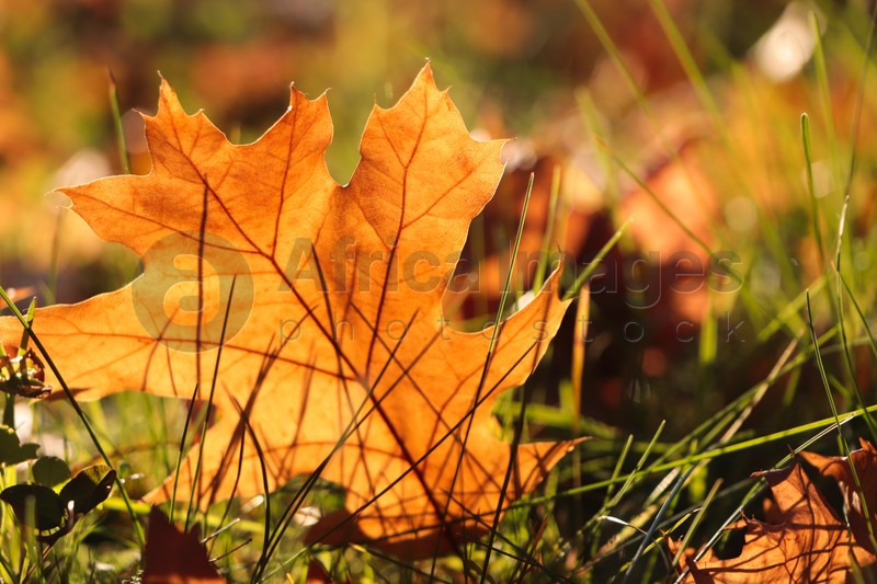 Photo of Beautiful fallen leaf among green grass outdoors on sunny autumn day, closeup