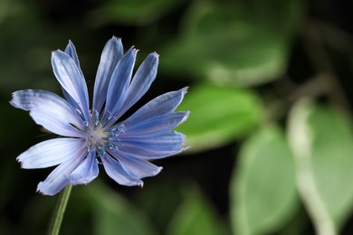 Photo of Beautiful blooming chicory flower growing outdoors, closeup. Space for text