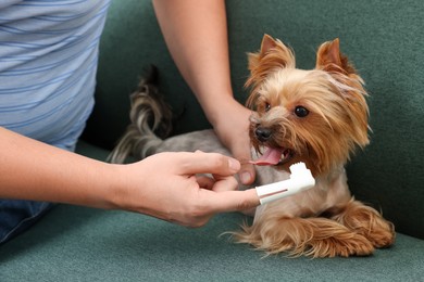 Man brushing dog's teeth on couch, closeup
