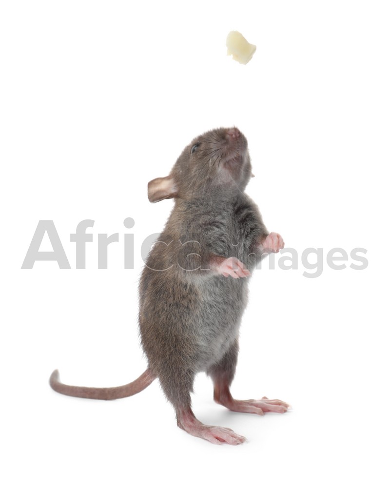 Photo of Small brown rat and piece of cheese on white background