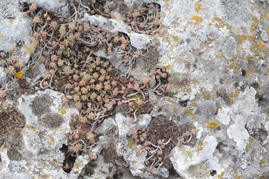 Closeup view of stone with wild plants and lichen as background