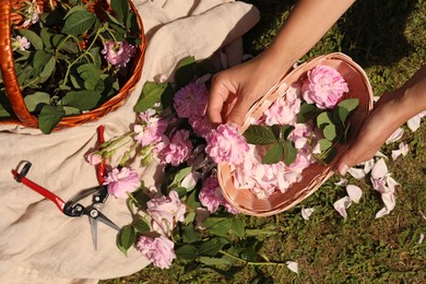Woman collecting tea rose petals into wicker basket outdoors, top view