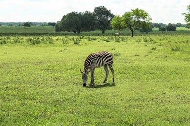 Beautiful striped African zebra in safari park