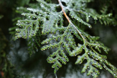 Photo of Thuja branch in ice glaze outdoors on winter day, closeup