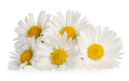 Photo of Bunch of beautiful daisy flowers on white background