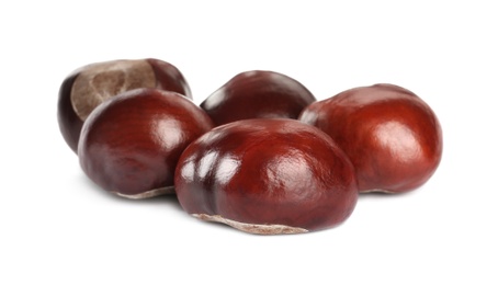 Photo of Pile of brown horse chestnuts isolated on white